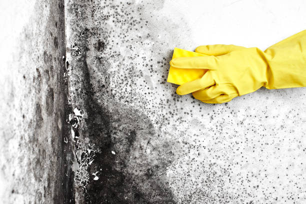 Best DIY Mold Remediation Support Services in Jefferson, WI