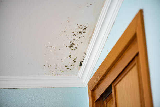 Best Black Mold Remediation in Jefferson, WI
