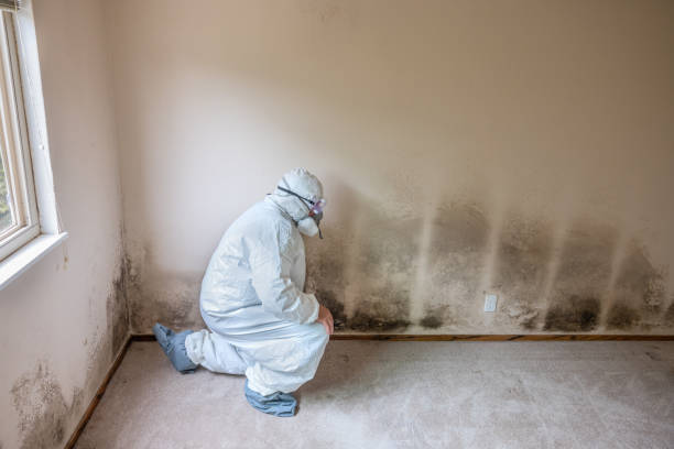 Best Industrial Mold Remediation in Jefferson, WI