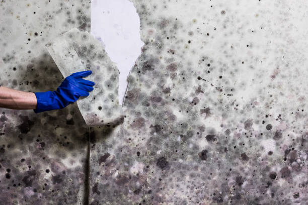 Best Bathroom Mold Remediation in Jefferson, WI