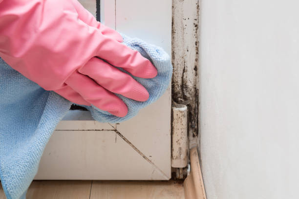 Best Commercial Mold Remediation in Jefferson, WI