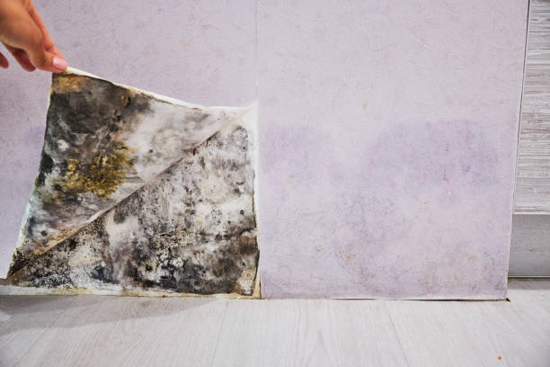 Best Localized Mold Remediation (e.g., coastal areas, humid climates) in Jefferson, WI